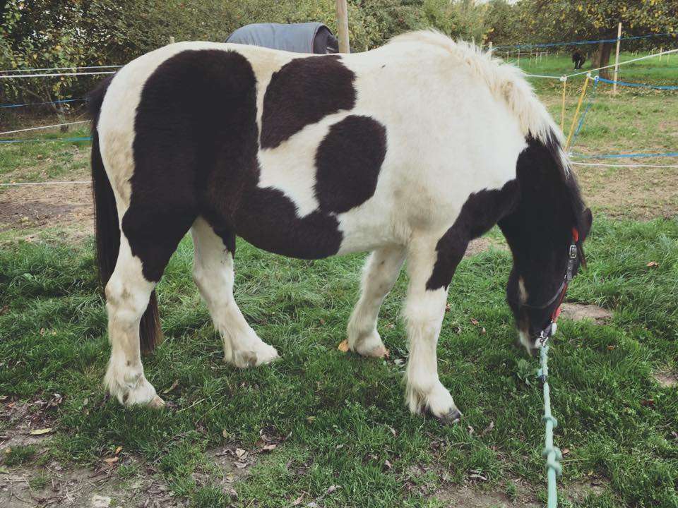 Top 5 Des Avantages Avoir Un Gros Poney Contre Galop