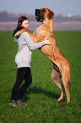 grand chien