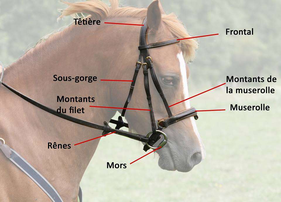 THÉORIE] ET SI ON RÉVISAIT LE GALOP 2 ? (2/4) 