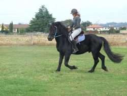 couleur équipement cheval noir