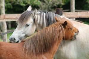 Papouilles chevaux