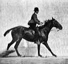 cheval saut