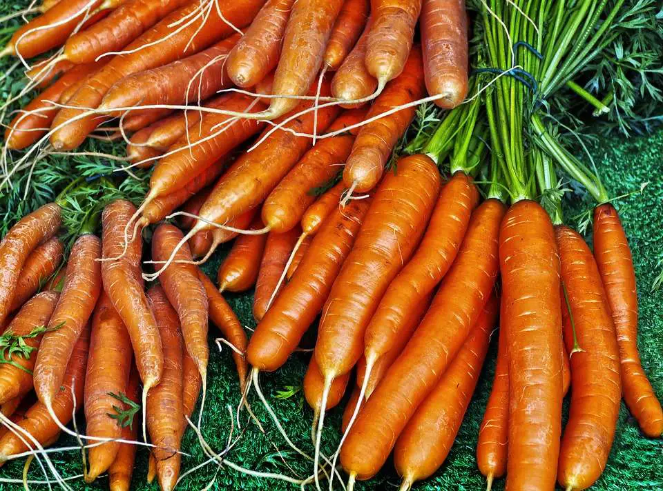 carottes perdues