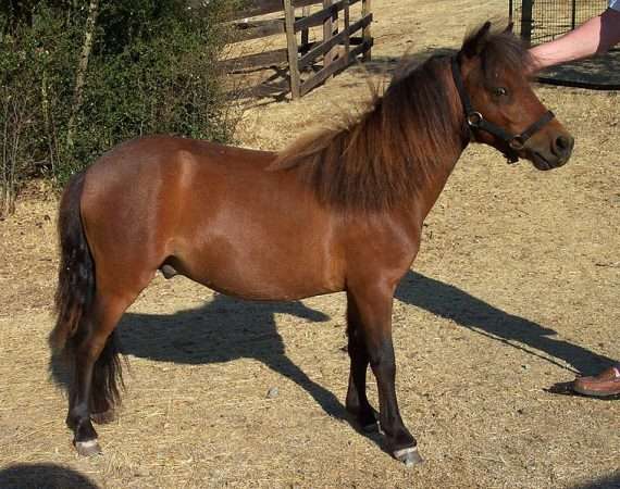 falabella cheval