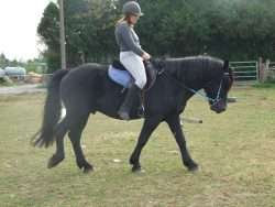 cheval au pas
