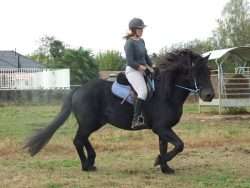 cheval au trot
