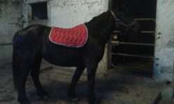cheval attaché