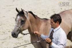 cheval arabe