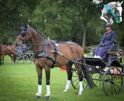 cheval d'attelage