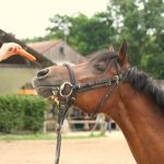 Les trucs à faire pour se mettre un cheval dans la poche