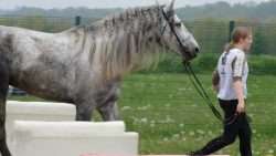 cheval en main