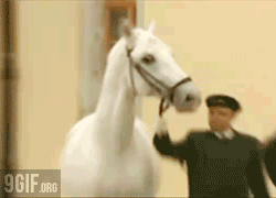 cheval peureux