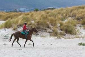 chevaux à la plage