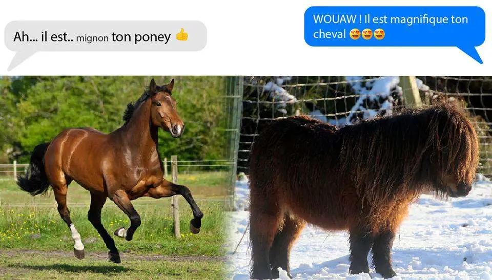 Acheter un cheval plutôt qu'un poney