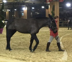 mule en main