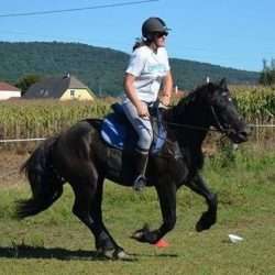cheval au galop