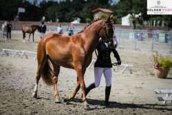 poney de sport
