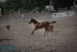 poulain poney