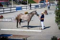 poney français de selle