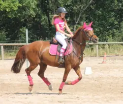 cheval en rose