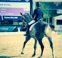 dressage saumur