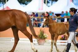 sologn'pony