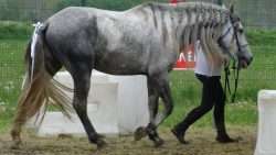 galop 1