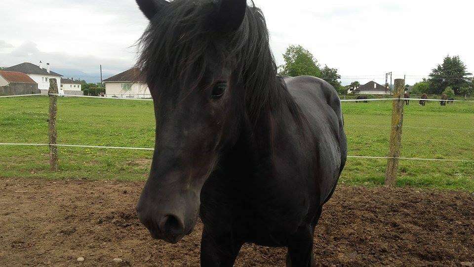 Cheval de Mérens