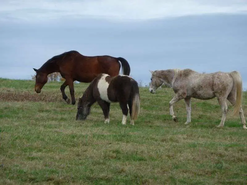 chevaux au pré