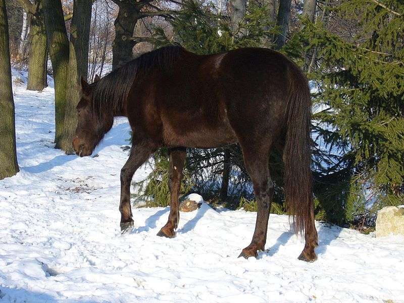 cheval chocolat