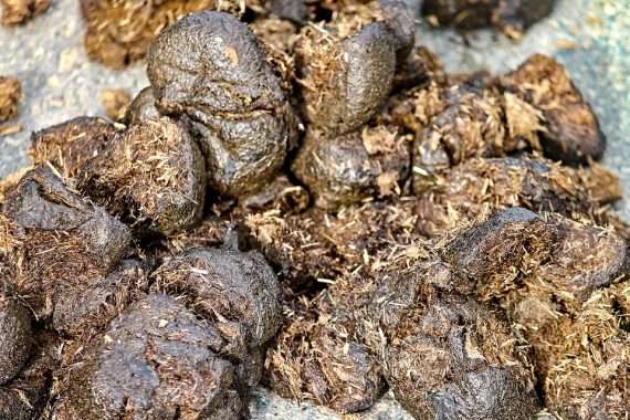 crottin de cheval