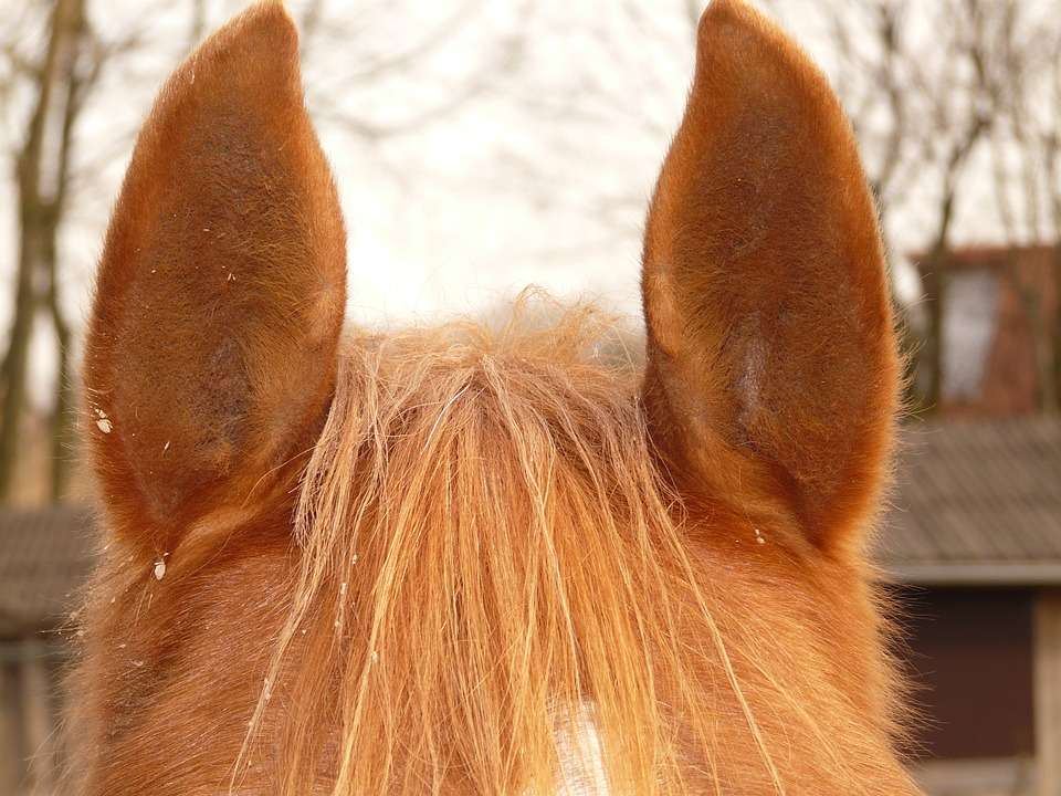 Livre galop 2, Normandie