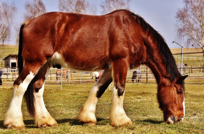 Alors il mérite son galop 2 ? #jugementdernier #cheval #horse #pourtoi