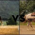 Equitation classique vs western : le choc des cultures