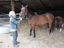 soins dentaire vieux cheval