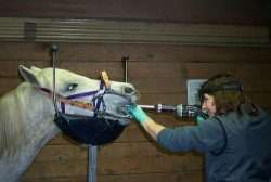 dentiste animaux