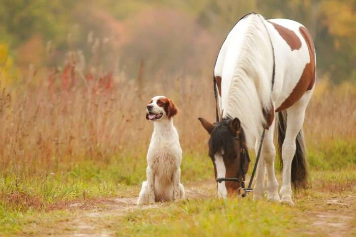chien et cheval