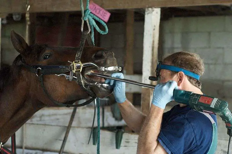 soins dentaires chevaux