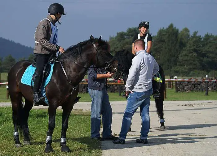 coach equitation
