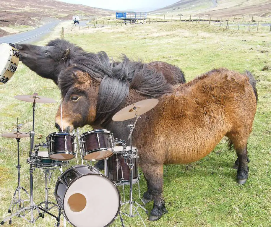 shetland percussions musique 