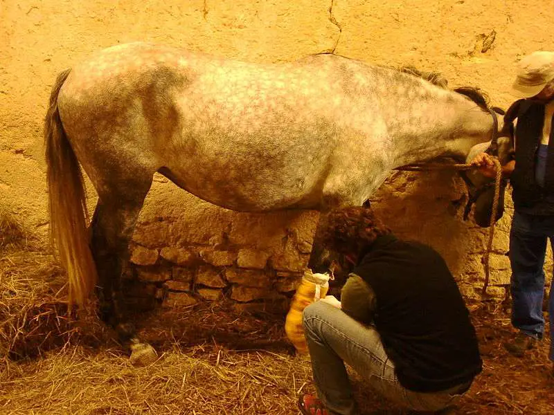 soigner un cheval