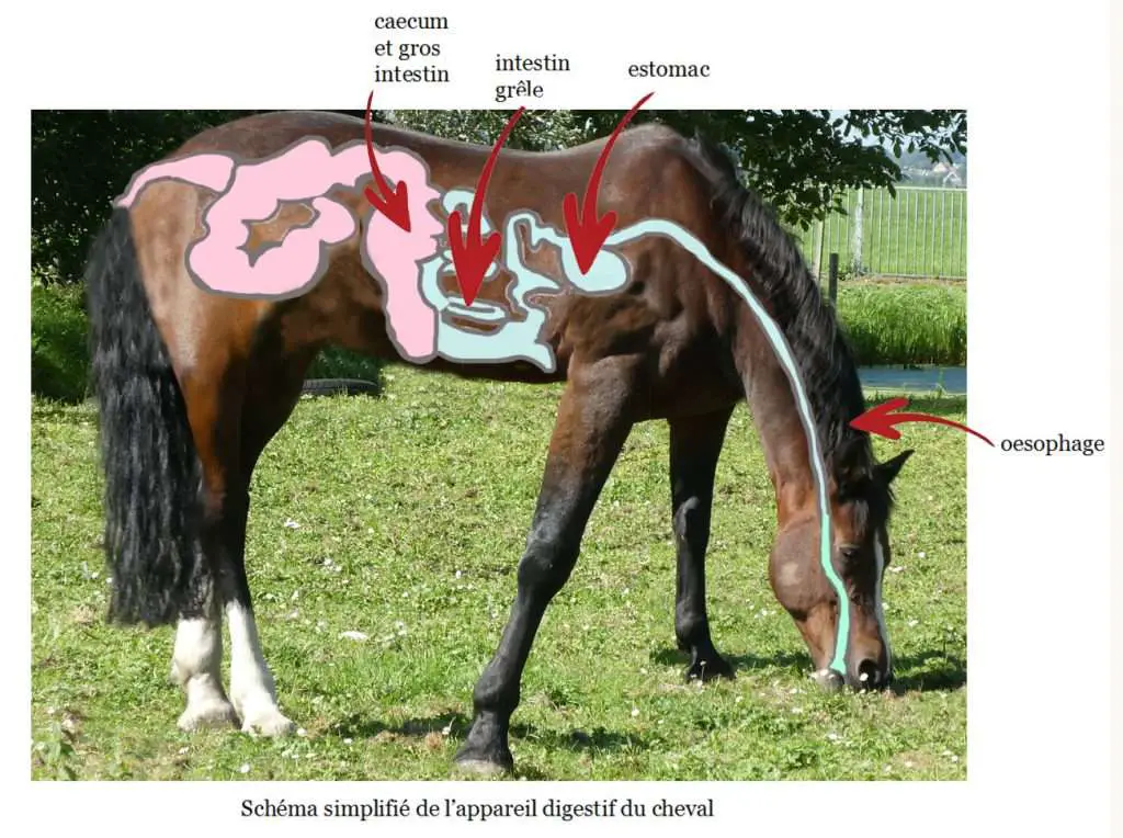 appareil digestif cheval