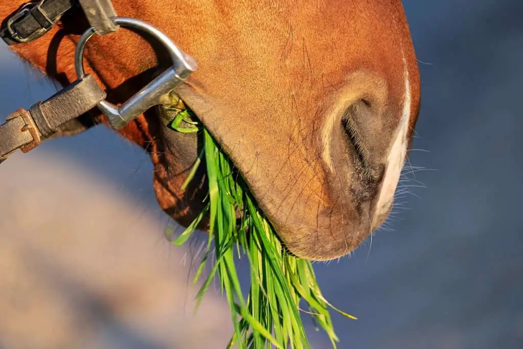 cheval herbes bouche