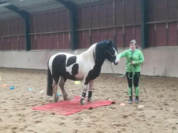 tests de tempérament cheval