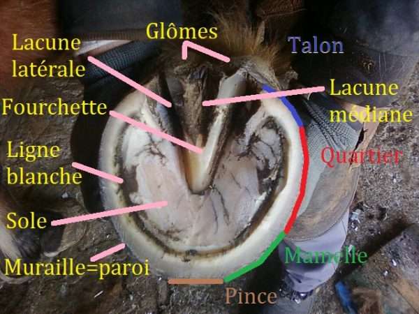 La Podologie équine : Le guide complet - Contre Galop