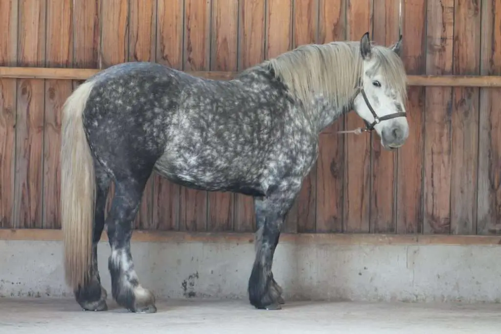 cheval gris galop 4