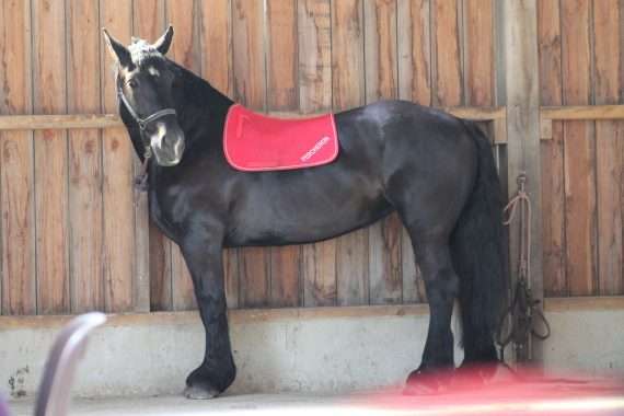 Galop 4