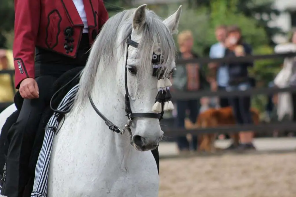 equitation ibérique