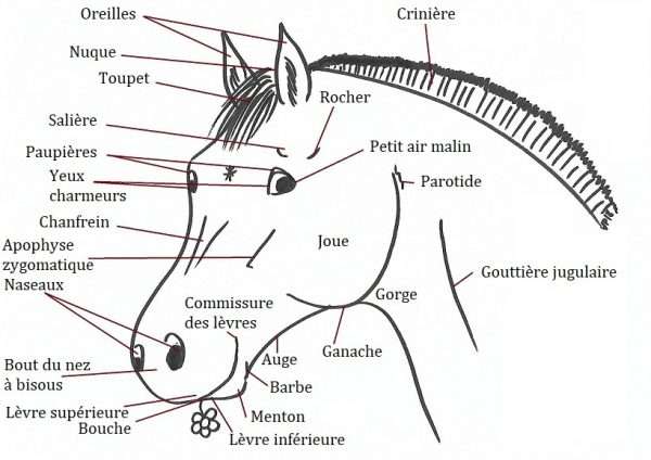 Le Galop 3 : Le guide complet - Contre Galop