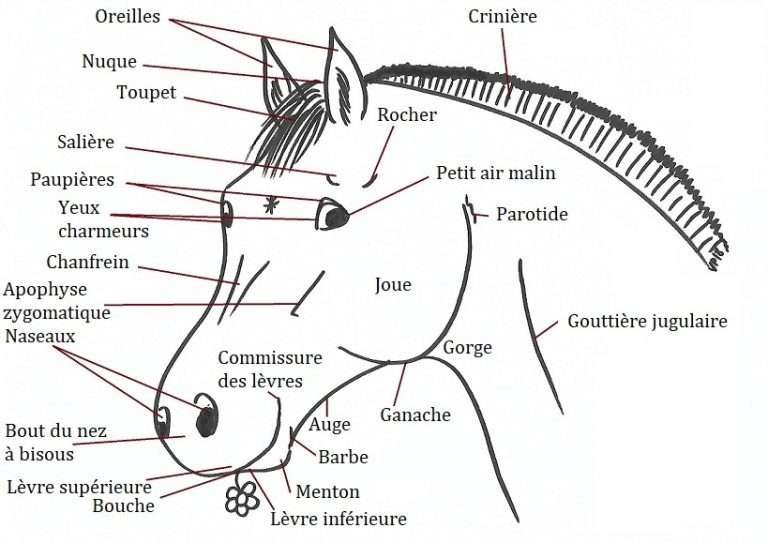 Le Galop 3 Le guide complet Contre Galop — free download